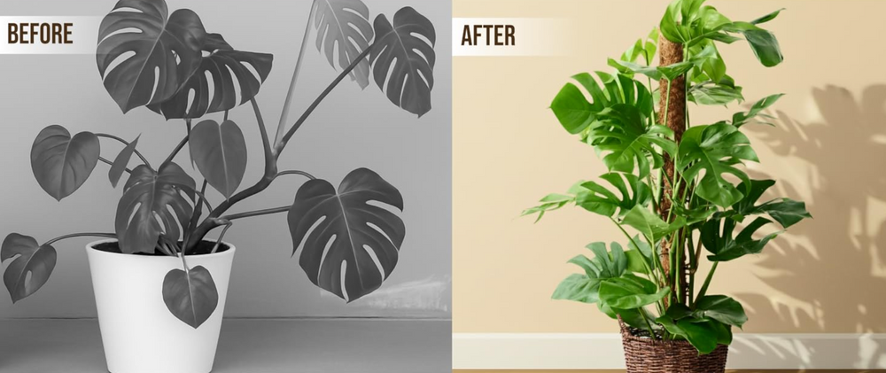 Monstera & Moss Poles: How to Train Your Climber for Maximum Growth