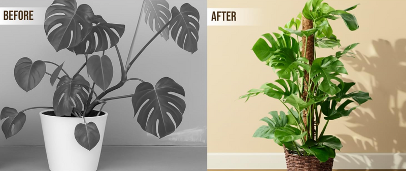 Monstera & Moss Poles: How to Train Your Climber for Maximum Growth