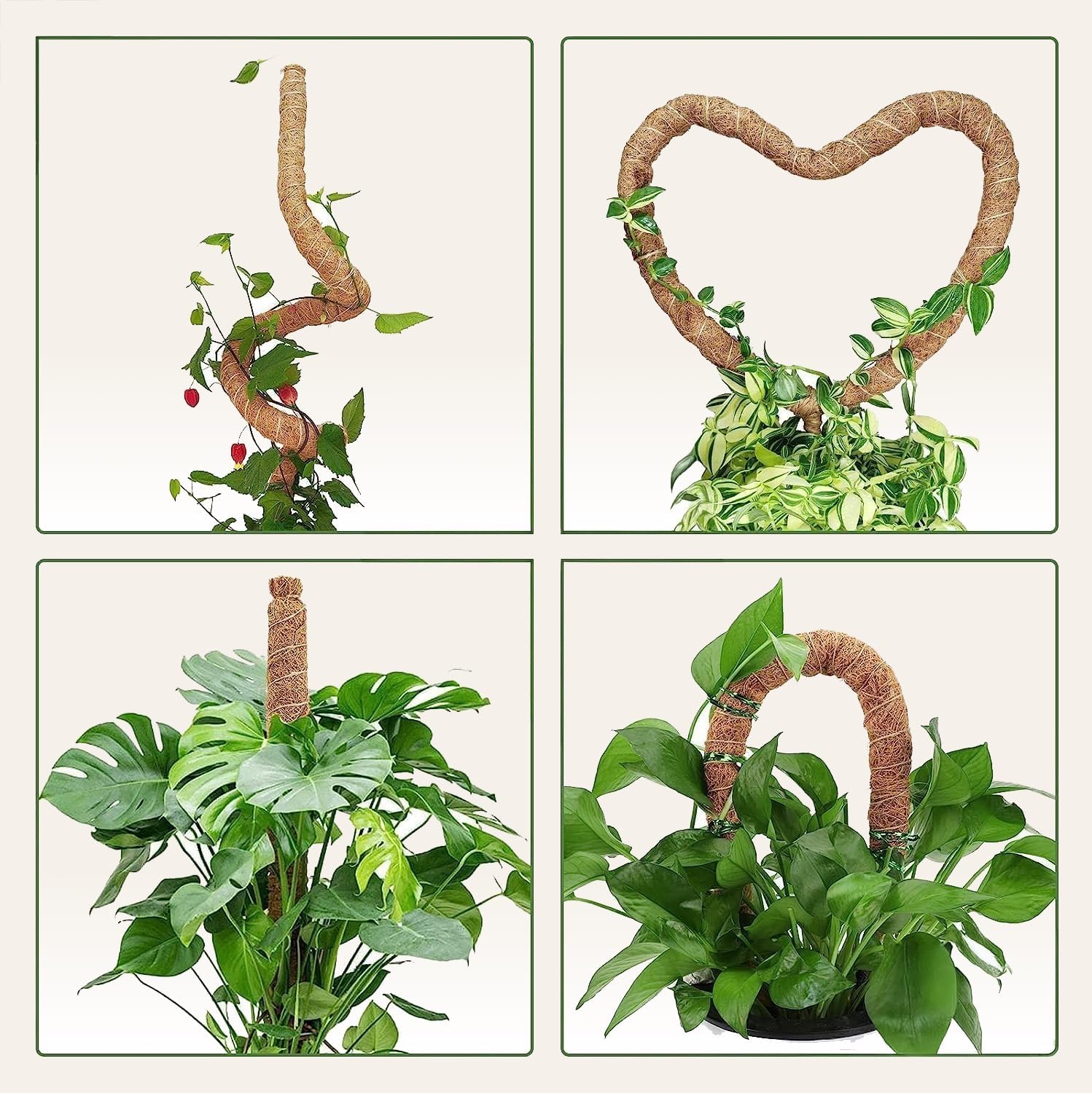 monstera plant support stick Moss Pole Monstera Plant Support – Limegoods