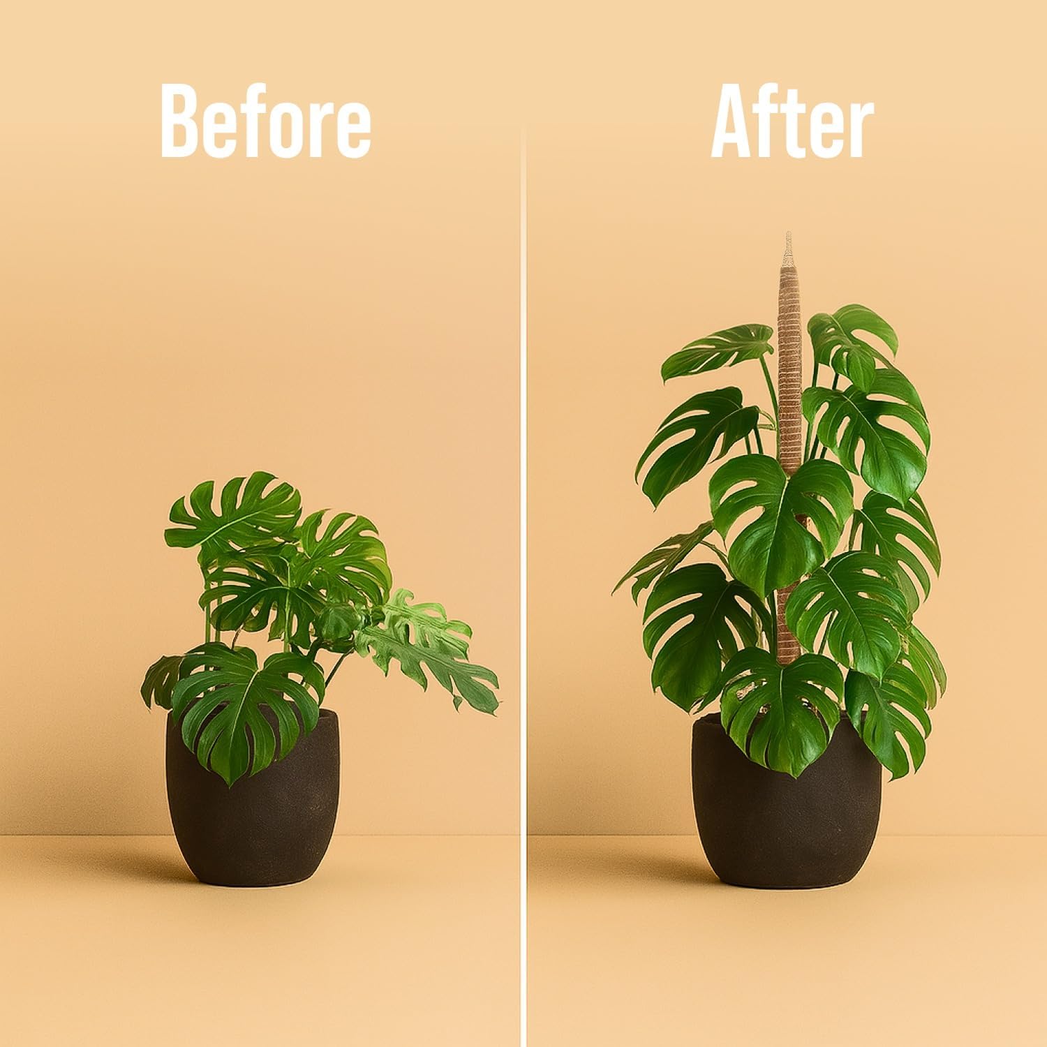 best support for monstera plant Moss Pole Monstera Plant Support – Limegoods